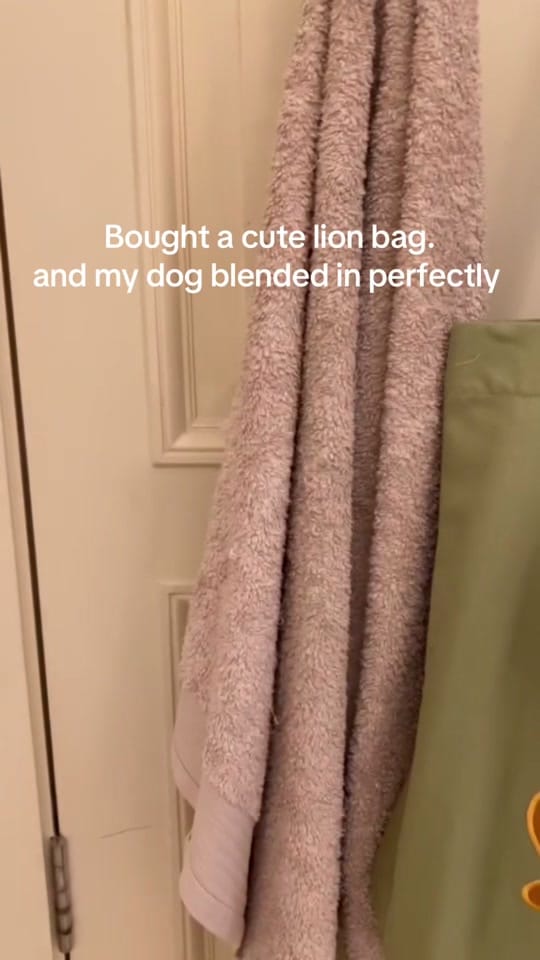 Post 10 by Bailey The London Pom on TikTok (video)