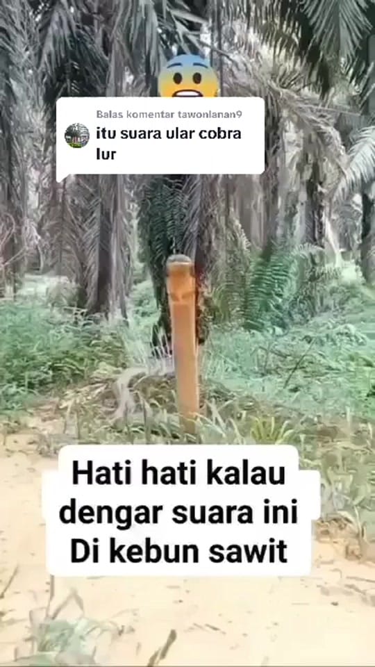 Post 2 by arenaidstore on TikTok (video)