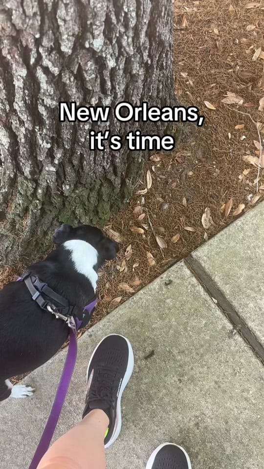 Post 6 by Kaitlyn McQuin on TikTok (video)