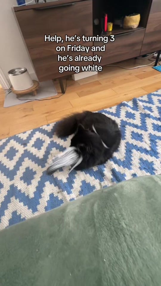 Post 1 by Charlie in London on TikTok (video)