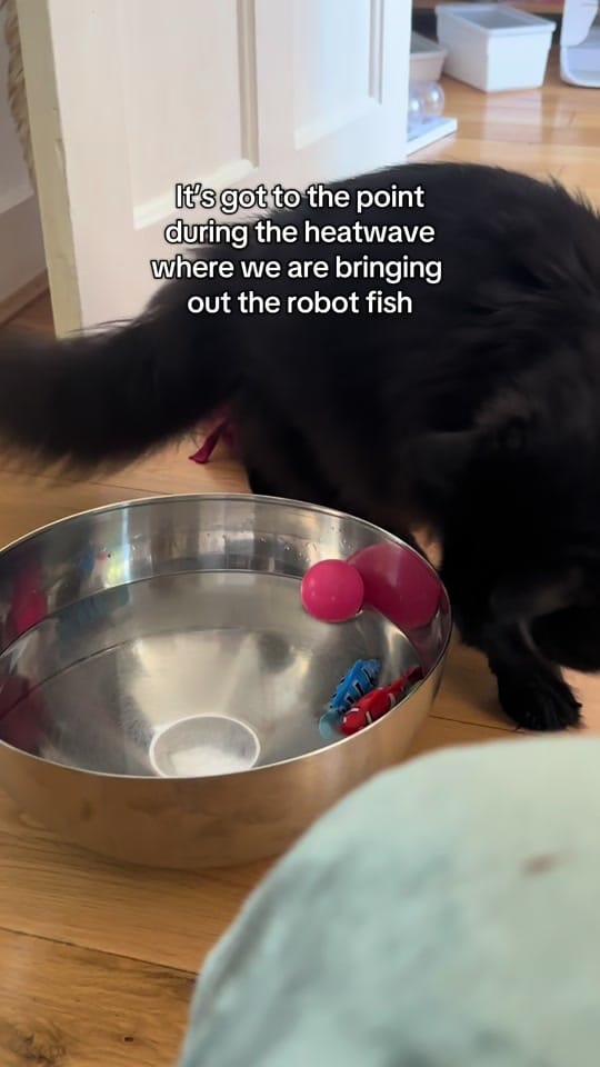 Post 5 by Charlie in London on TikTok (video)