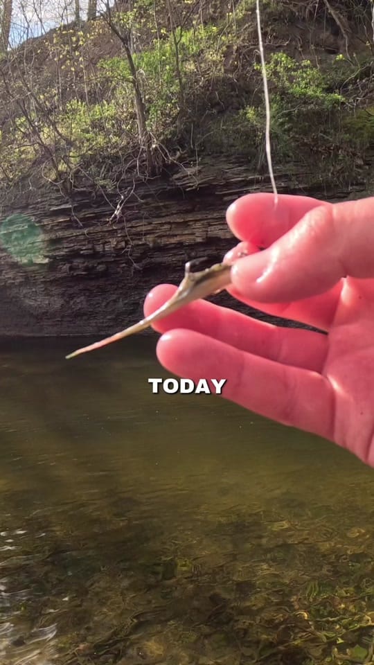 Post 8 by creekbeasts on TikTok (video)