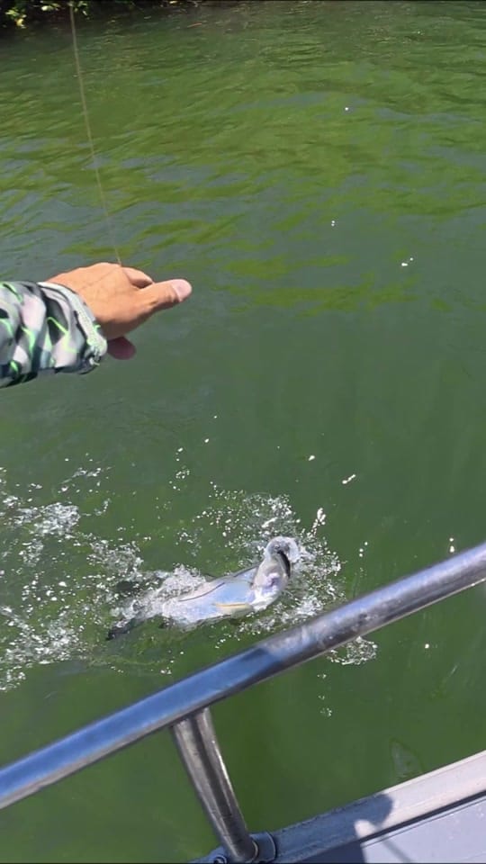 Post 1 by Pesca Poker Baja Angler on TikTok (video)