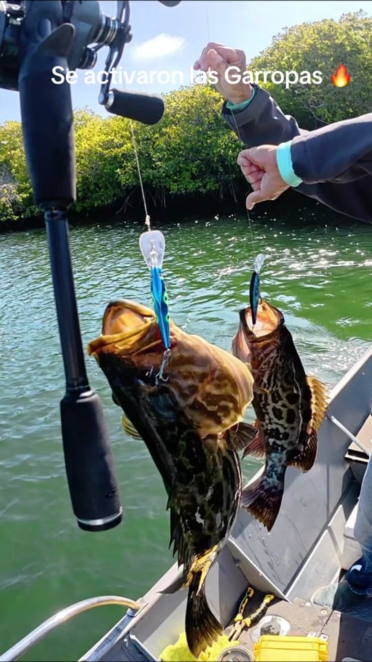 Post 3 by Pesca Poker Baja Angler on TikTok (video)