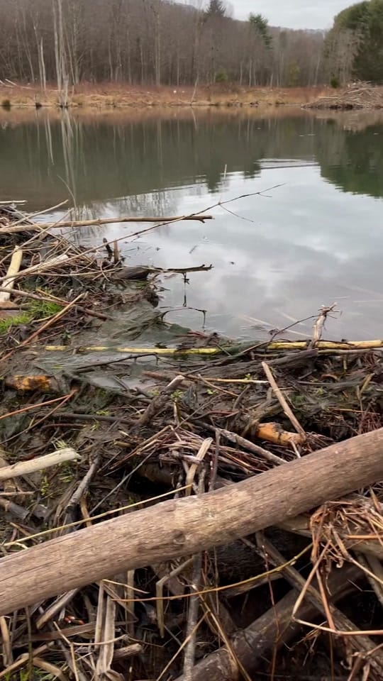 Post 6 by WesleyW on TikTok (video)
