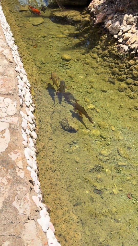 Post 1 by The Born Again Fisherman ✝️ on TikTok (video)