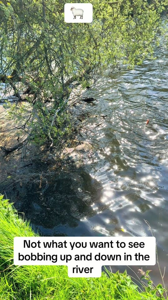 Post 4 by The Born Again Fisherman ✝️ on TikTok (video)