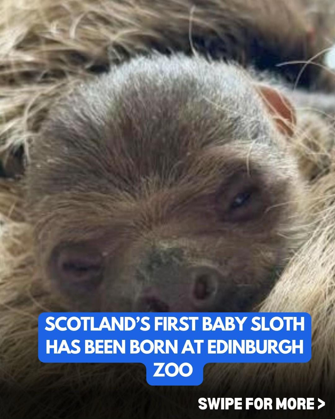 Post 7 by Scottish Social on TikTok (video)