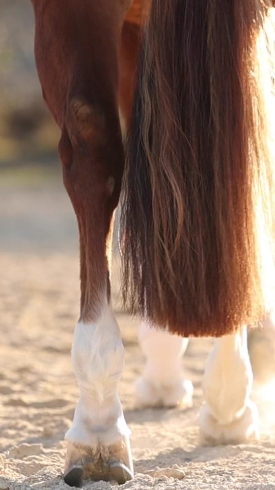 Post 4 by Rachel ⚡️ Equine Photographer on TikTok (video)
