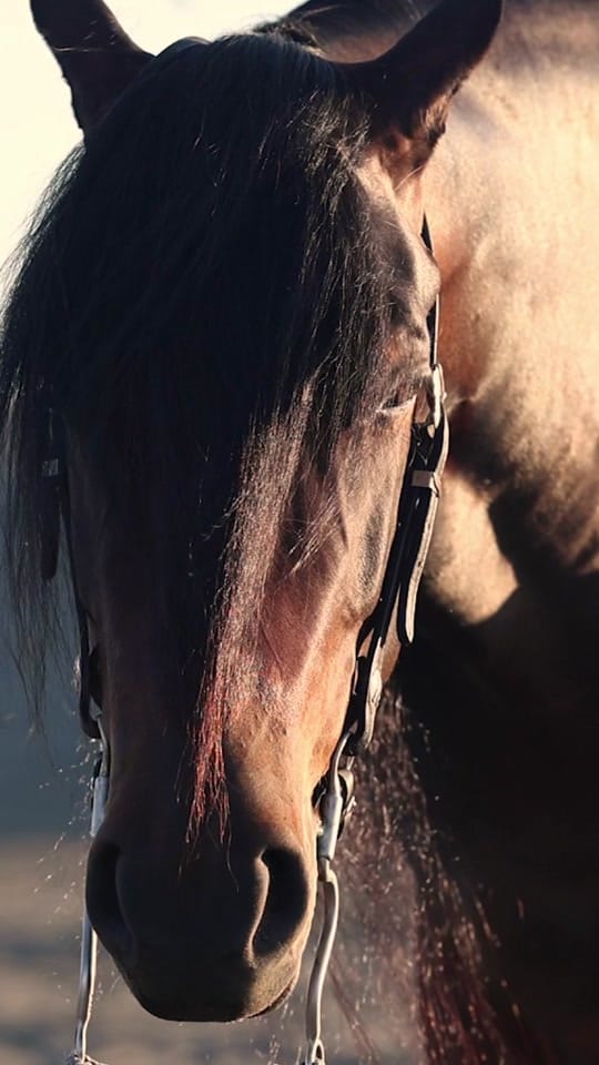 Post 5 by Rachel ⚡️ Equine Photographer on TikTok (video)