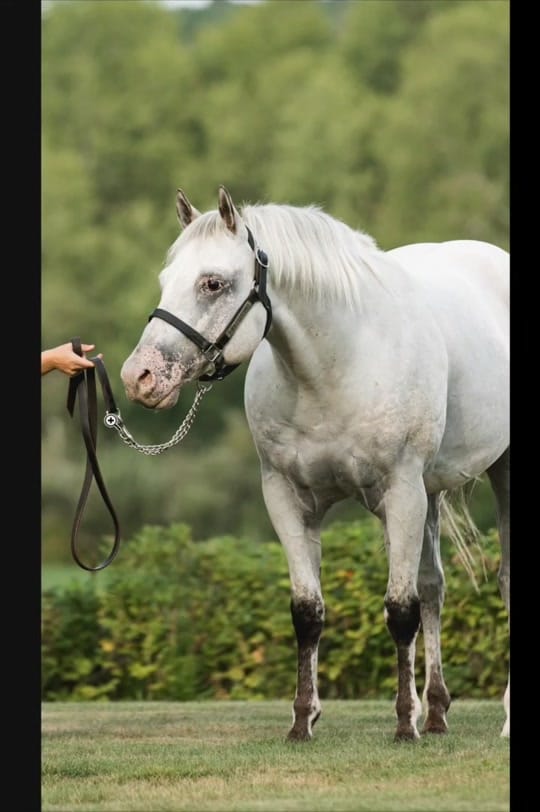 Post 9 by Rachel ⚡️ Equine Photographer on TikTok (video)