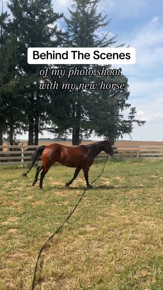 Post 10 by Rachel ⚡️ Equine Photographer on TikTok (video)