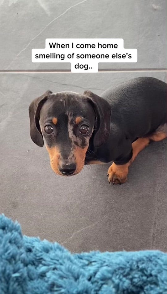 Post 4 by Joanna on TikTok (video)