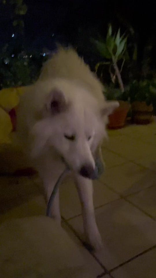 Post 9 by Ingrid Madrigal on TikTok (video)