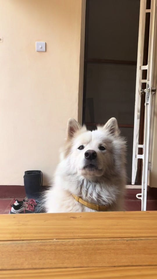 Post 4 by Ingrid Madrigal on TikTok (video)