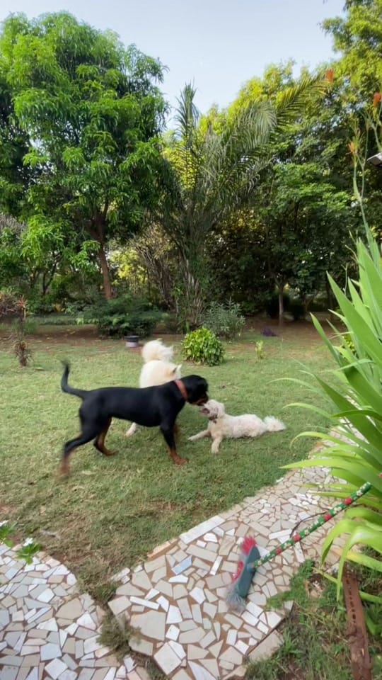 Post 2 by Ingrid Madrigal on TikTok (video)