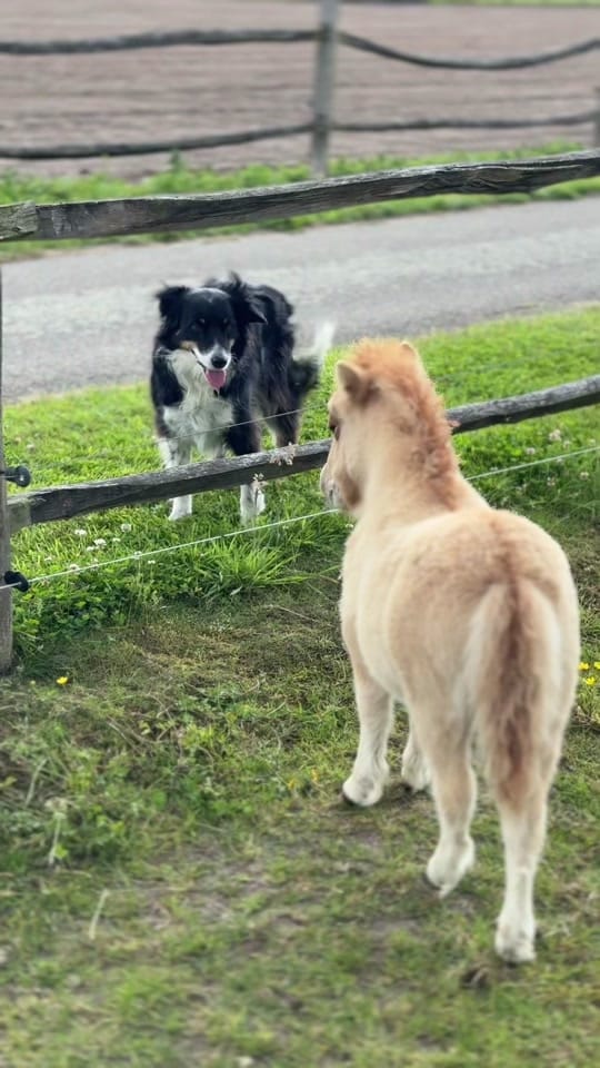 Post 4 by Mini’s v/h Juffrouwenbos on TikTok (video)