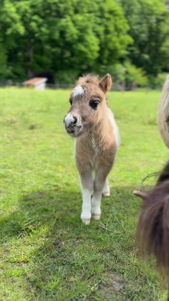 Post 5 by Mini’s v/h Juffrouwenbos on TikTok (video)