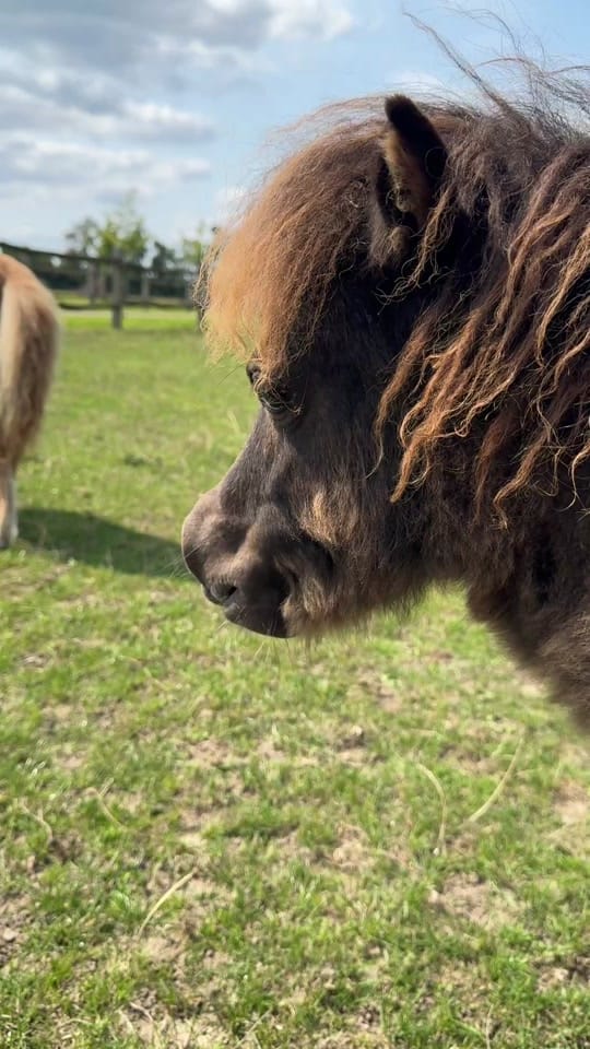 Post 3 by Mini’s v/h Juffrouwenbos on TikTok (video)