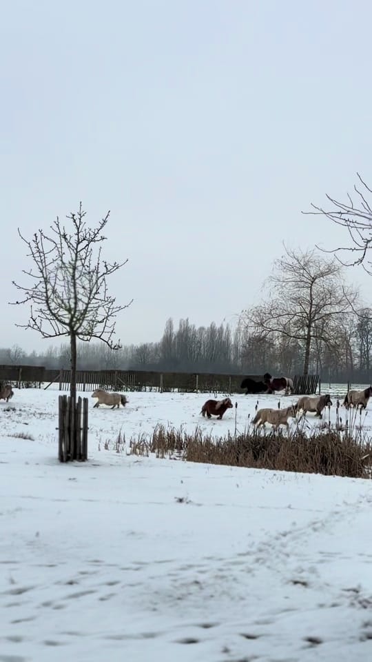 Post 2 by Mini’s v/h Juffrouwenbos on TikTok (video)