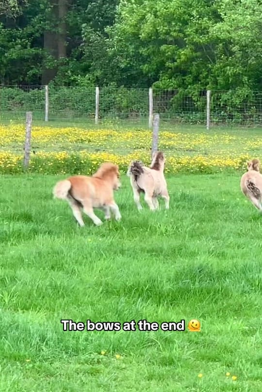 Post 9 by Mini’s v/h Juffrouwenbos on TikTok (video)