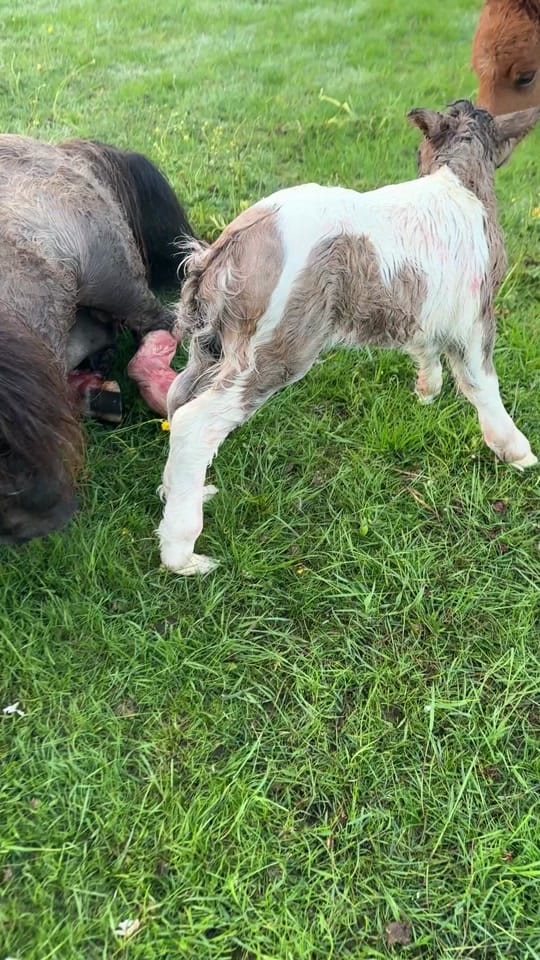 Post 6 by Mini’s v/h Juffrouwenbos on TikTok (video)