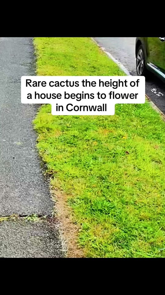 Post 8 by cornish.diaries on TikTok (video)
