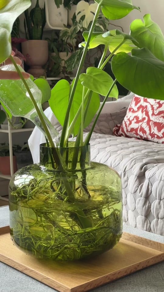 Post 10 by laauraliving on TikTok (video)