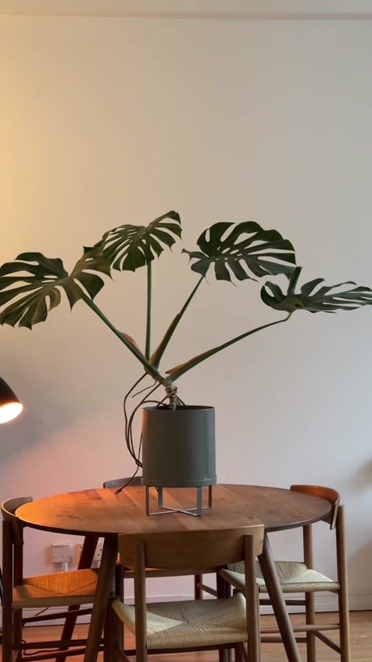 Post 9 by laauraliving on TikTok (video)