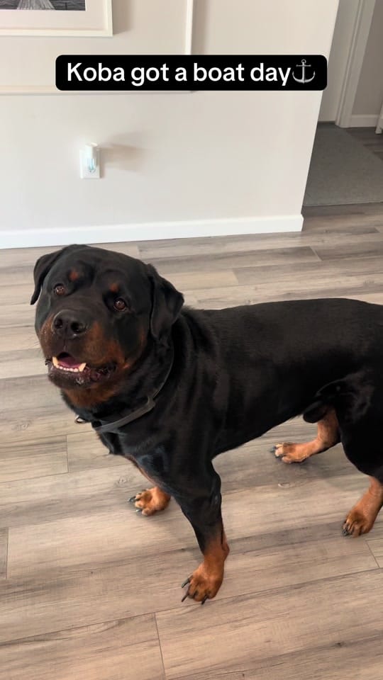 Post 1 by Kobatherottie on TikTok (video)