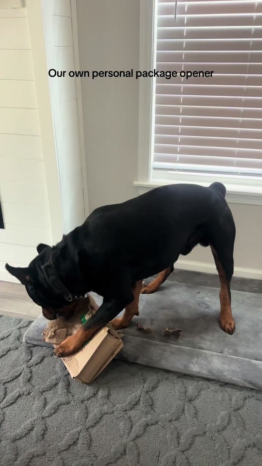 Post 8 by Kobatherottie on TikTok (video)