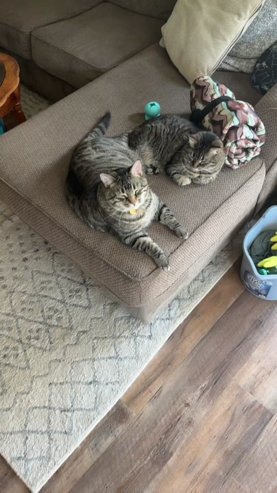 Post 4 by Elijah Chouinard on TikTok (video)