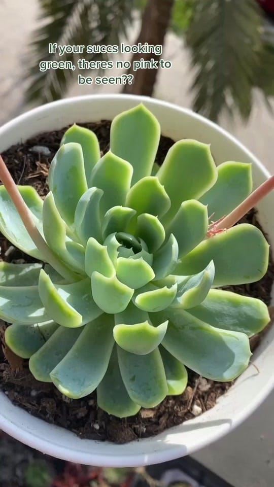 Post 1 by Emilyyluff on TikTok (video)