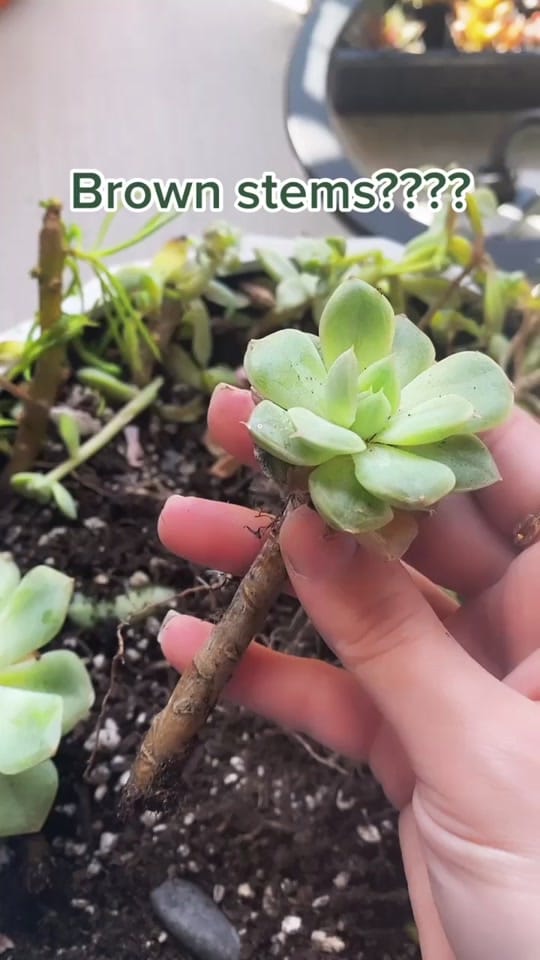 Post 2 by Emilyyluff on TikTok (video)
