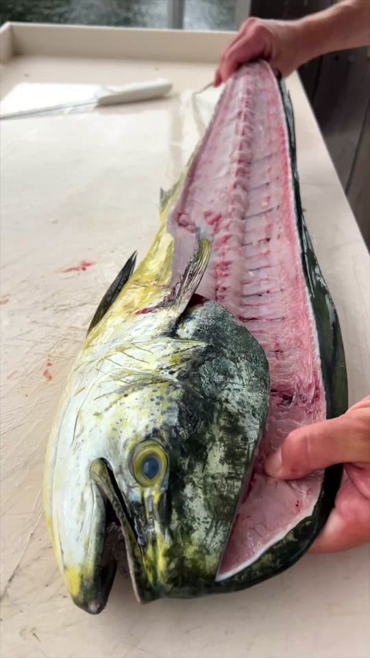 Post 1 by Dexter Outdoors on TikTok (video)