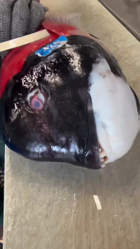 Post 6 by Dexter Outdoors on TikTok (video)