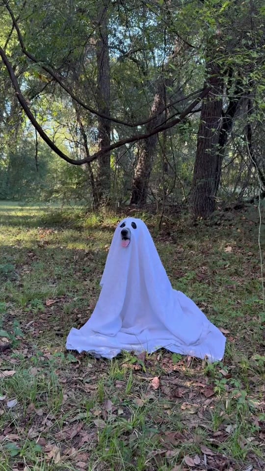 Post 5 by katelyncrow on TikTok (video)