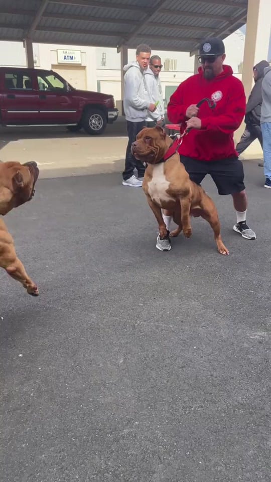 Post 10 by 510BULLZ on TikTok (video)