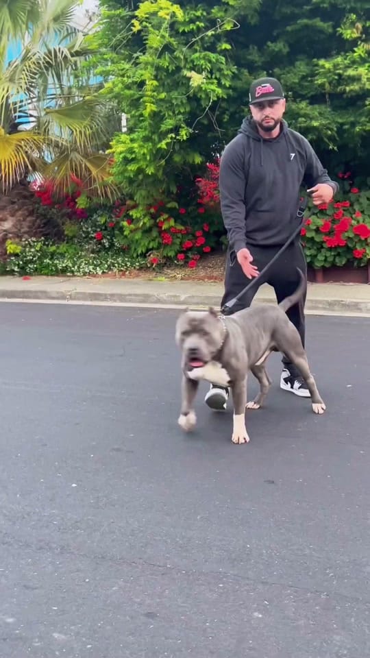 Post 9 by 510BULLZ on TikTok (video)
