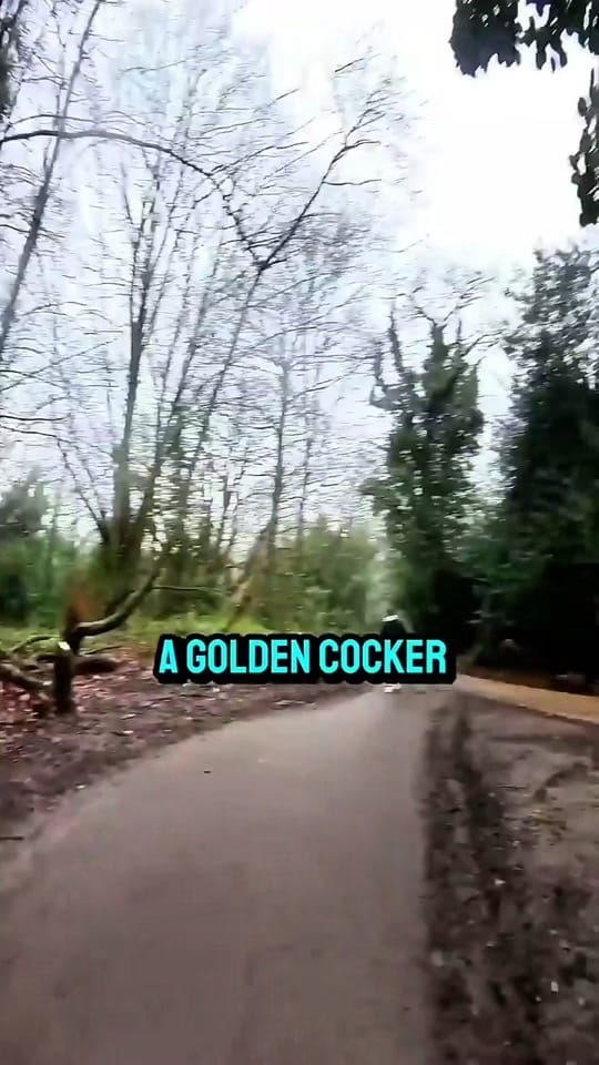 Post 6 by James Evans on TikTok (video)