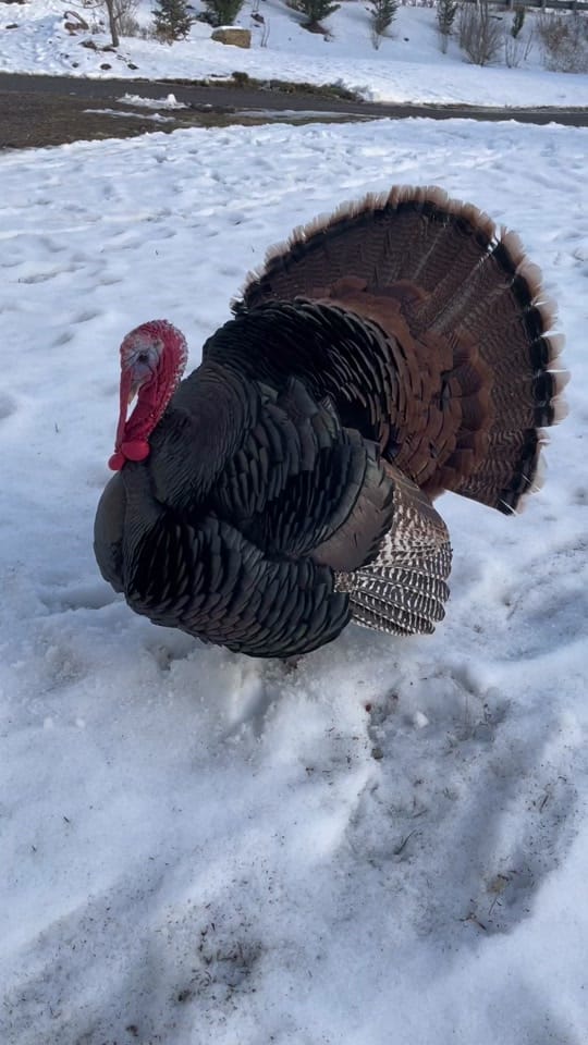 Post 1 by Li’l Way Farm & Friends on TikTok (video)