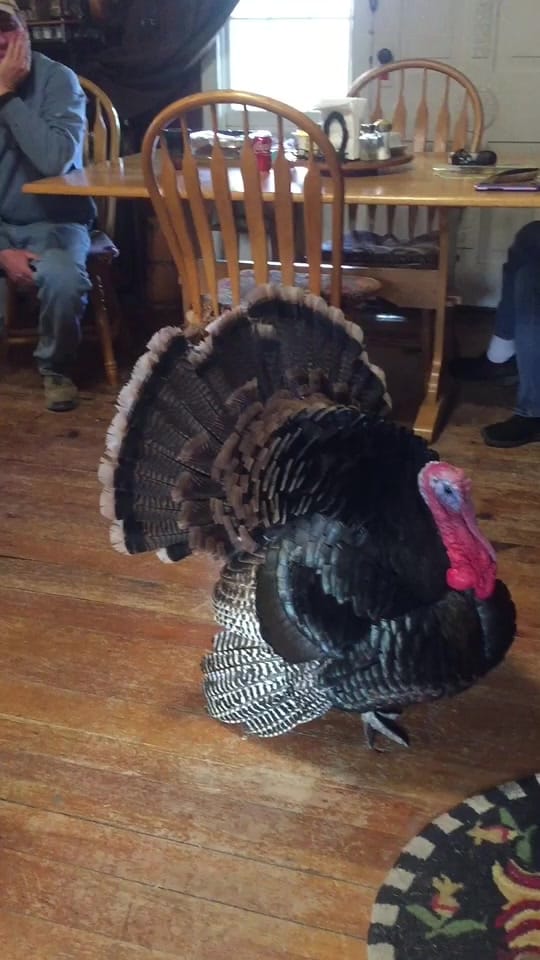 Post 9 by Li’l Way Farm & Friends on TikTok (video)