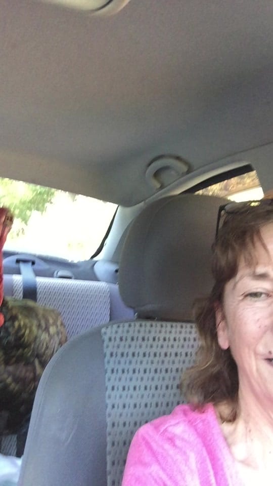 Post 4 by Li’l Way Farm & Friends on TikTok (video)