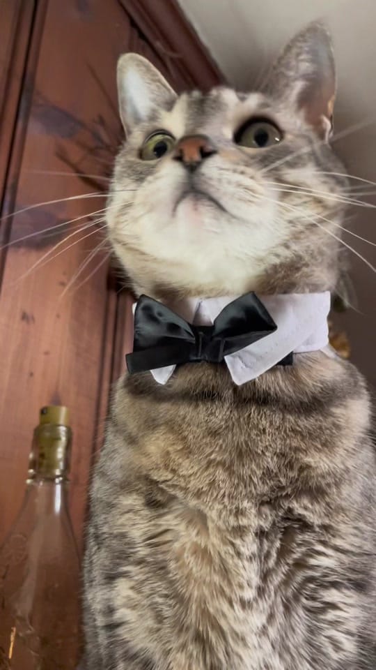 Post 6 by Li’l Way Farm & Friends on TikTok (video)