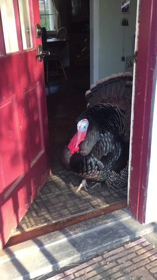Post 10 by Li’l Way Farm & Friends on TikTok (video)