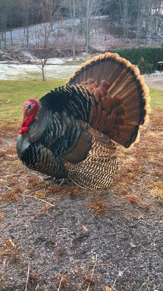 Post 2 by Li’l Way Farm & Friends on TikTok (video)