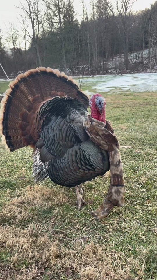 Post 3 by Li’l Way Farm & Friends on TikTok (video)