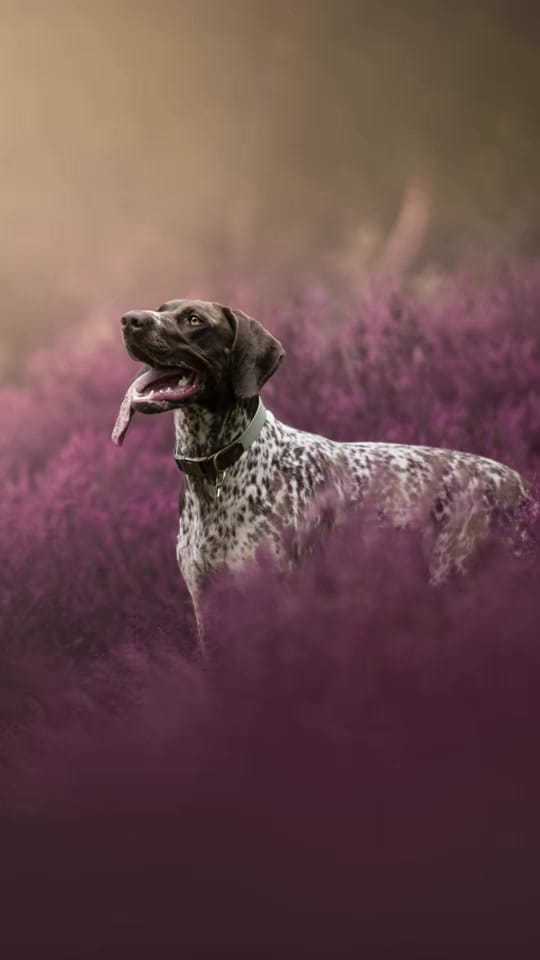 Post 9 by lucieboothphotography on TikTok (video)