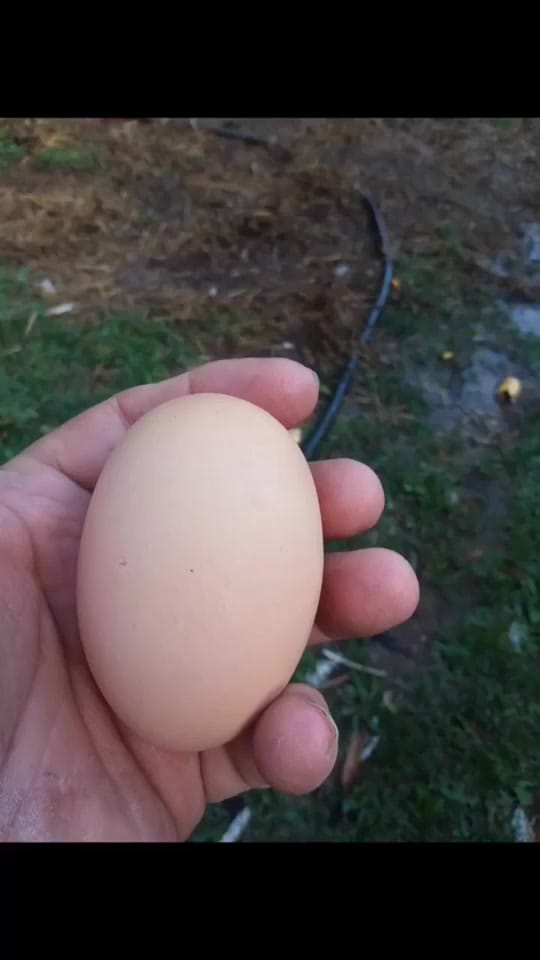 Post 8 by Jagjeet Jossan 🇬🇧 on TikTok (video)