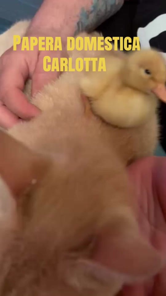 Post 5 by luca  micalef on TikTok (video)